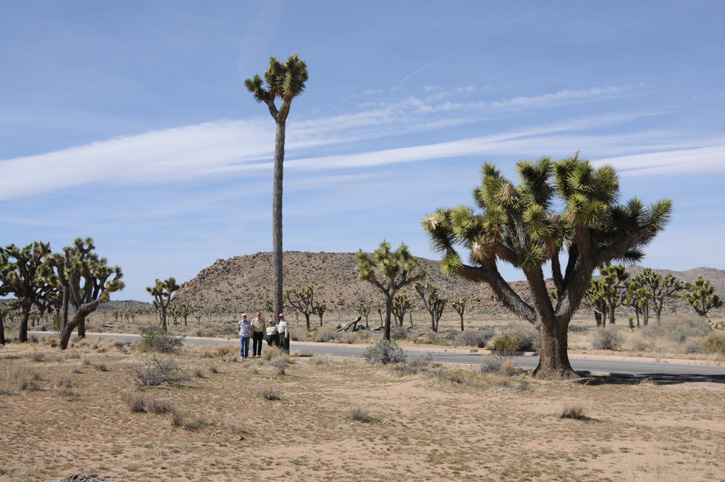 Talles Joshua Tree